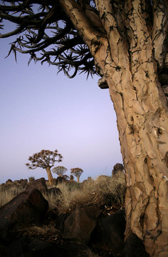 quivertree