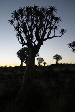 quivertree