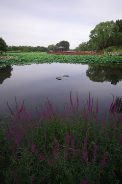 圓明園湖面