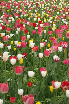 郁金香花海