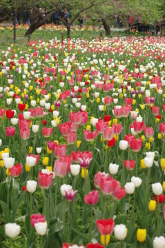 郁金香花海