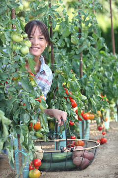 婦女采摘新鮮西紅柿和其他蔬菜