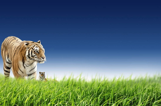 虎（Panthera tigris）是狩獵