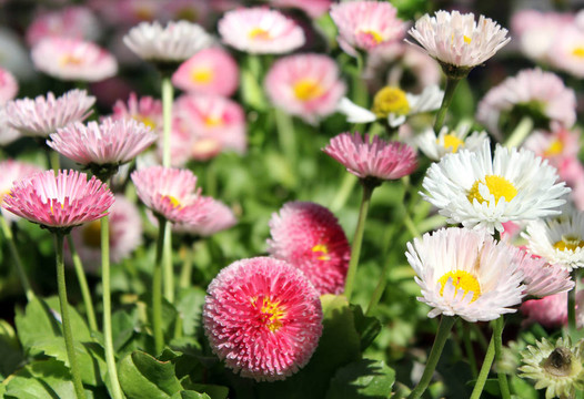 小菊