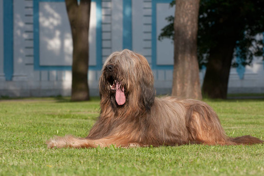 伯瑞犬的狗