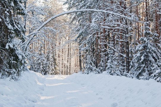 白雪覆蓋的冬天森林被明亮的陽光照亮