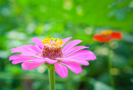 五顏六色的花朵