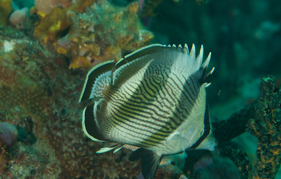 一條帶蝴蝶魚(yú)與背鰭延伸