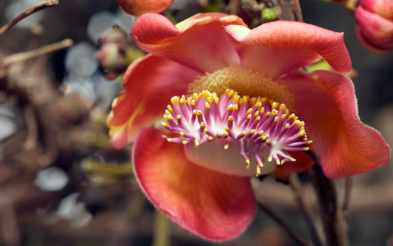 炮彈樹盛開(kāi)的花。