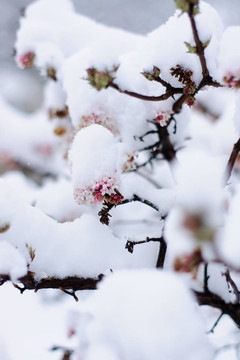 粉紅色的花覆蓋著雪