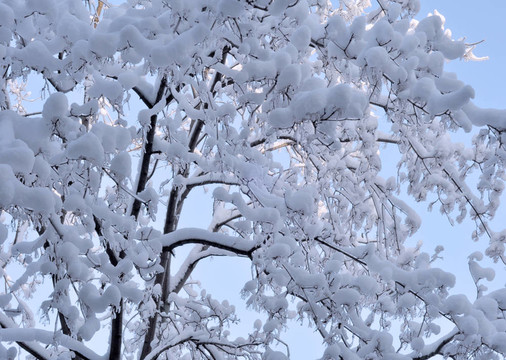 樹枝上的冰雪
