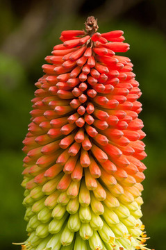 火炬百合kniphophia紫玉盤-紅撲克