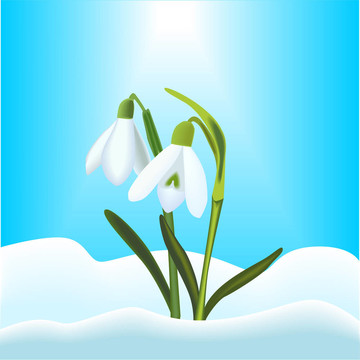 雪花蓮