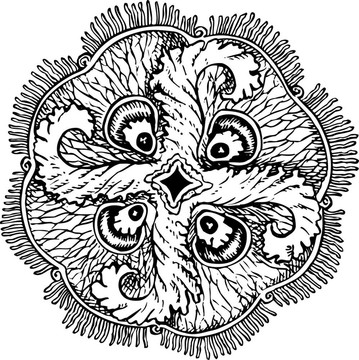 Aurelia insulinda（水母）