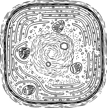 藍(lán)藻細(xì)胞