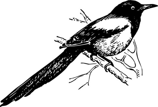 鳥鵲