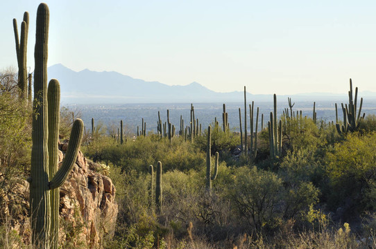 Tucson；亞利桑那州