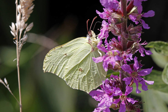 硫磺（Gonepteryx rhamni）