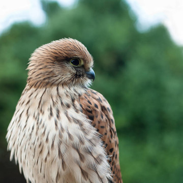 年輕的紅隼（Falco tinnunculus）