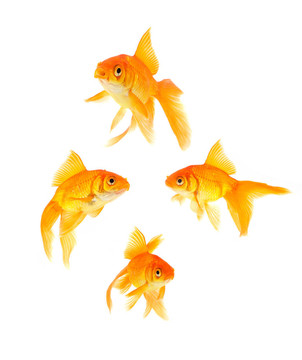 金魚