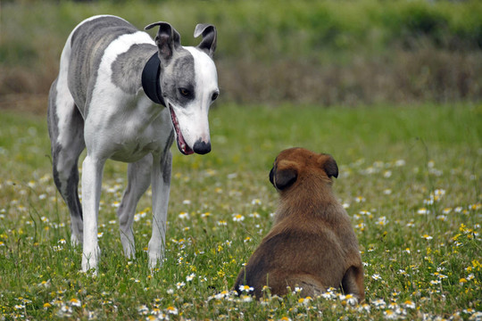 惠比特犬和幼犬馬里努阿犬