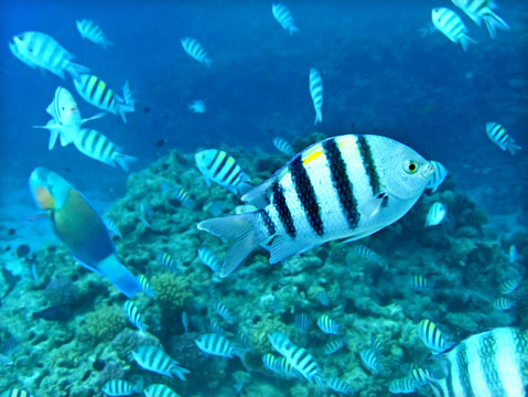 藍(lán)色海水中的珊瑚魚群。