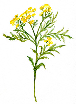 艾菊