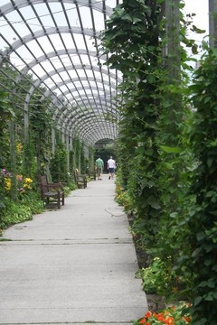 明尼蘇達公園中的喬木--位于明尼阿波利斯