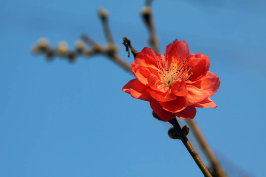 藍(lán)天櫻花