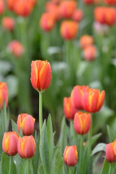 郁金香花園