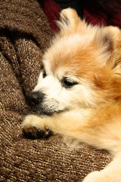 博美犬