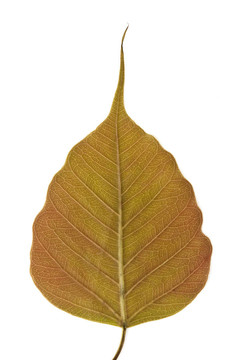 菩提樹的葉子