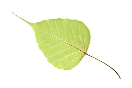 菩提樹的葉子