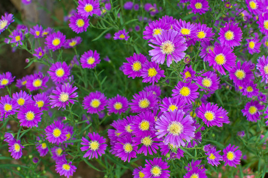花園里的花