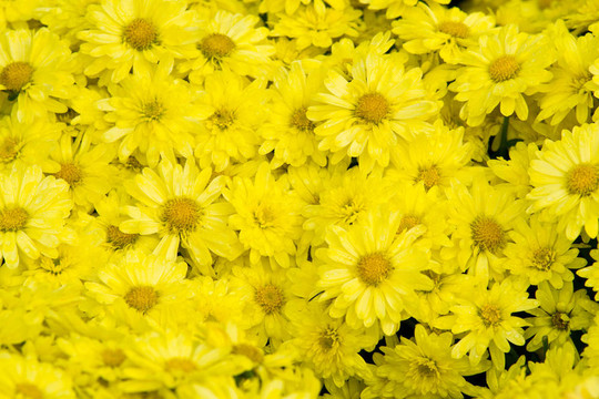 花園里的花