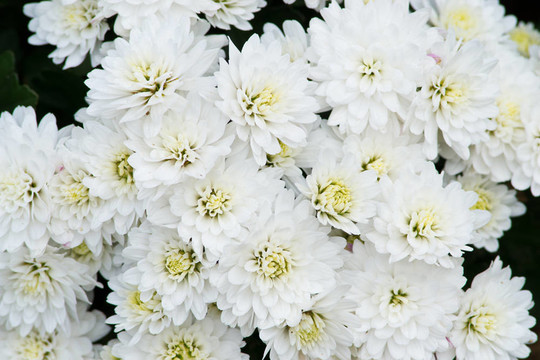 花園里的花