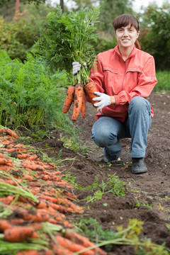 女人與carrot harvest