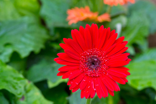 花園里的花