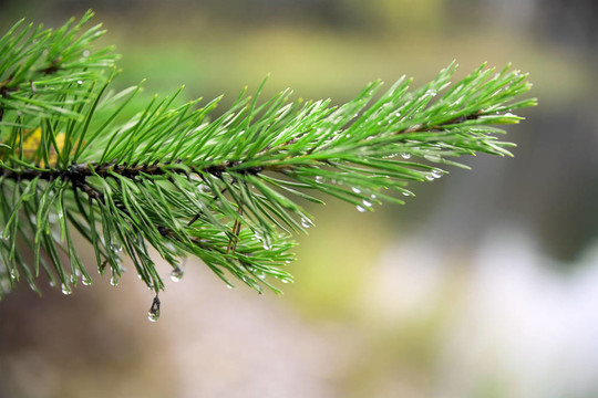 帶有雨水滴的毛皮樹或松樹的多刺的樹枝