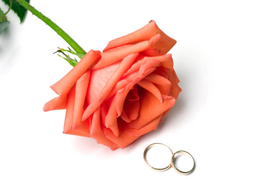 鮮紅的玫瑰和白色背景上的兩枚結婚戒指