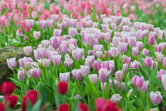 花園里的花