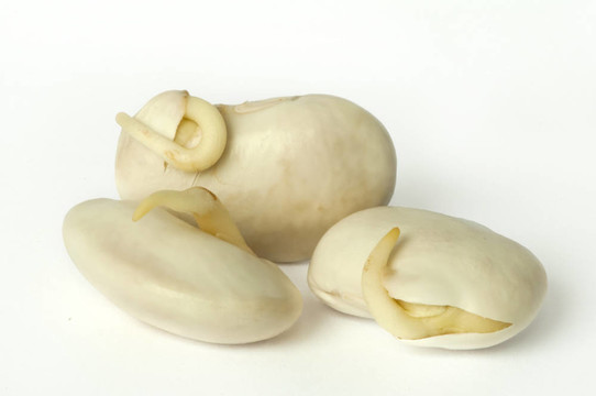 豆芽特寫