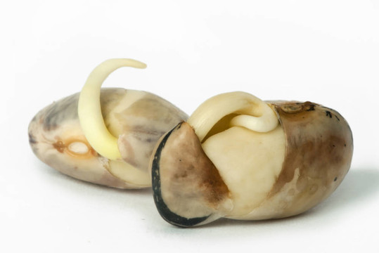 豆芽特寫