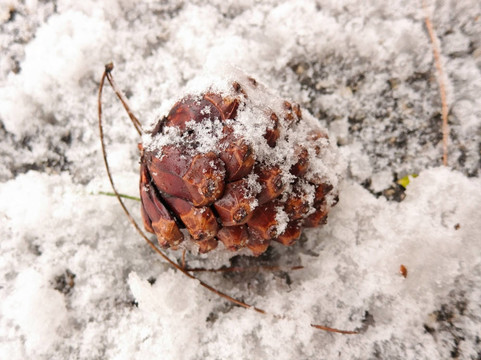 雪中的松果