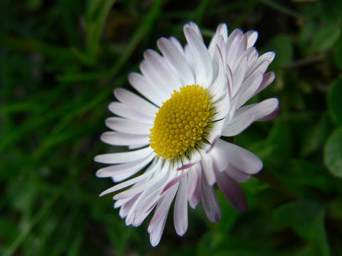 雛菊花