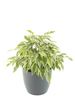 無花果樹