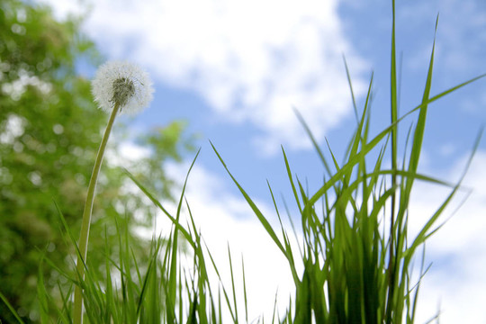 綠草和獨(dú)自生長(zhǎng)的蒲公英在藍(lán)色多云天空的背景