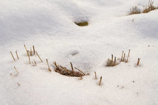 老草和雪