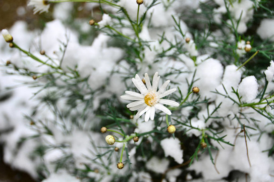 戴茜和雪