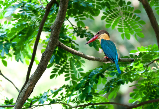 鸛嘴翠鳥棲息的鳥；；；樹枝；綠色的葉子；耐心地等待
